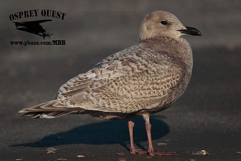 _46A5655 Iceland Gull.jpg