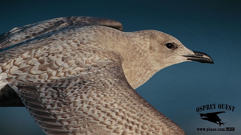 _46A5714 Iceland Gull.jpg