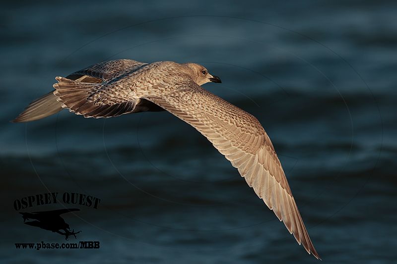 _46A5938 Iceland Gull.jpg