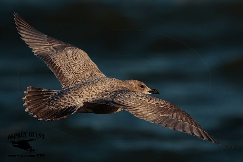_46A6029 Iceland Gull.jpg