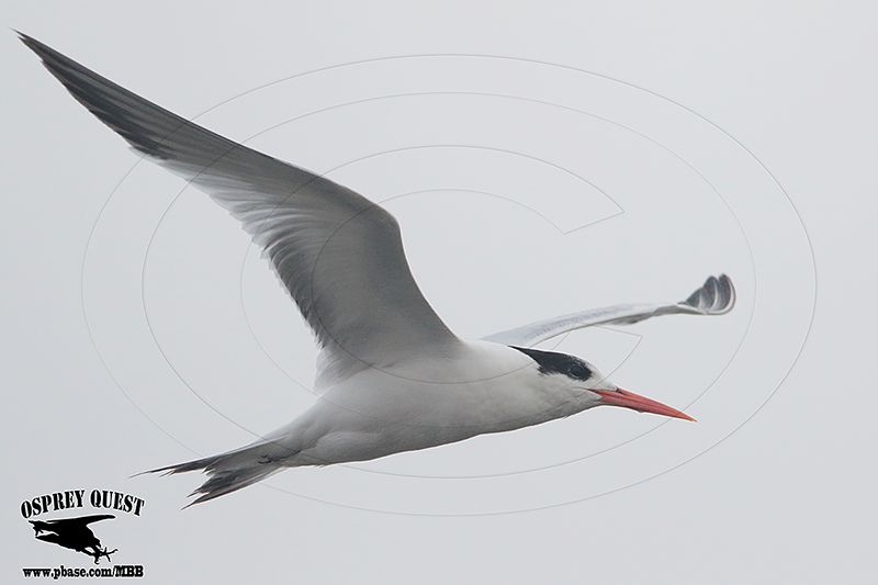_46A7671 Elegant Tern.jpg