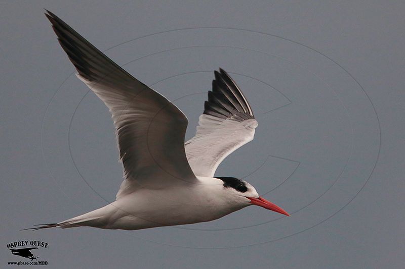 _46A9447 Elegant Tern.jpg