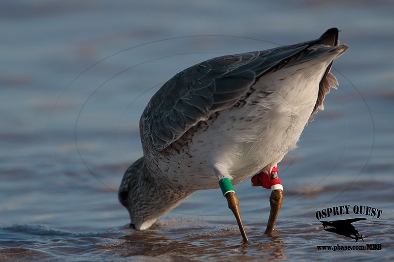 _M5A4155 Red Knot with attached geolocator.jpg