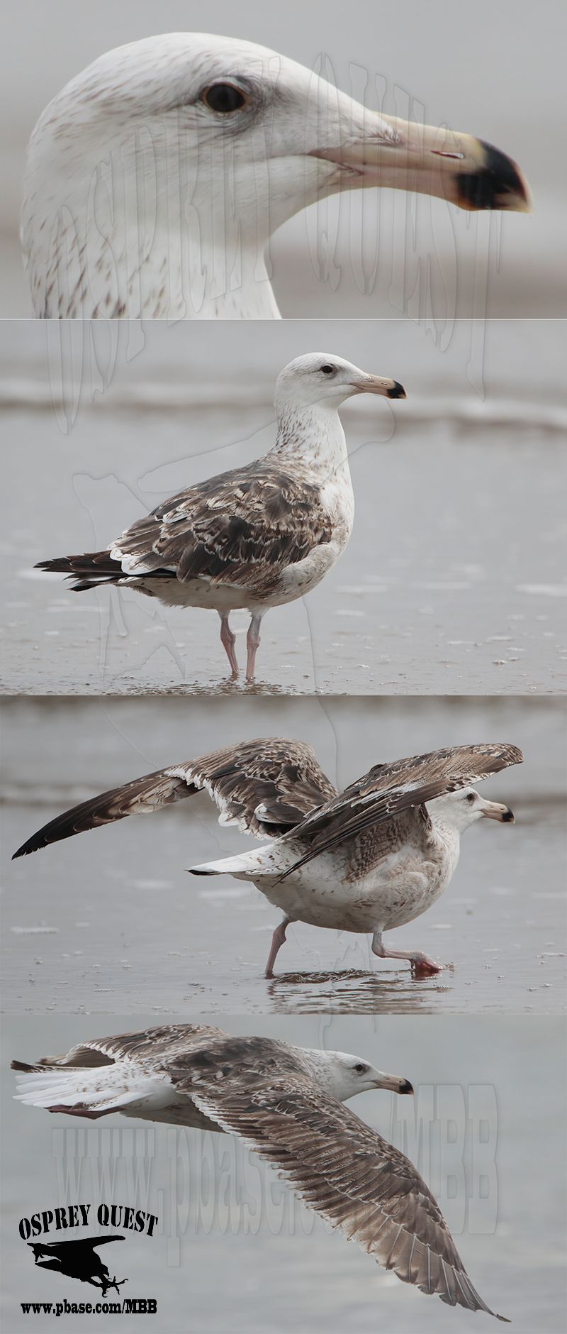 Great Black-backed Gull 031718.jpg
