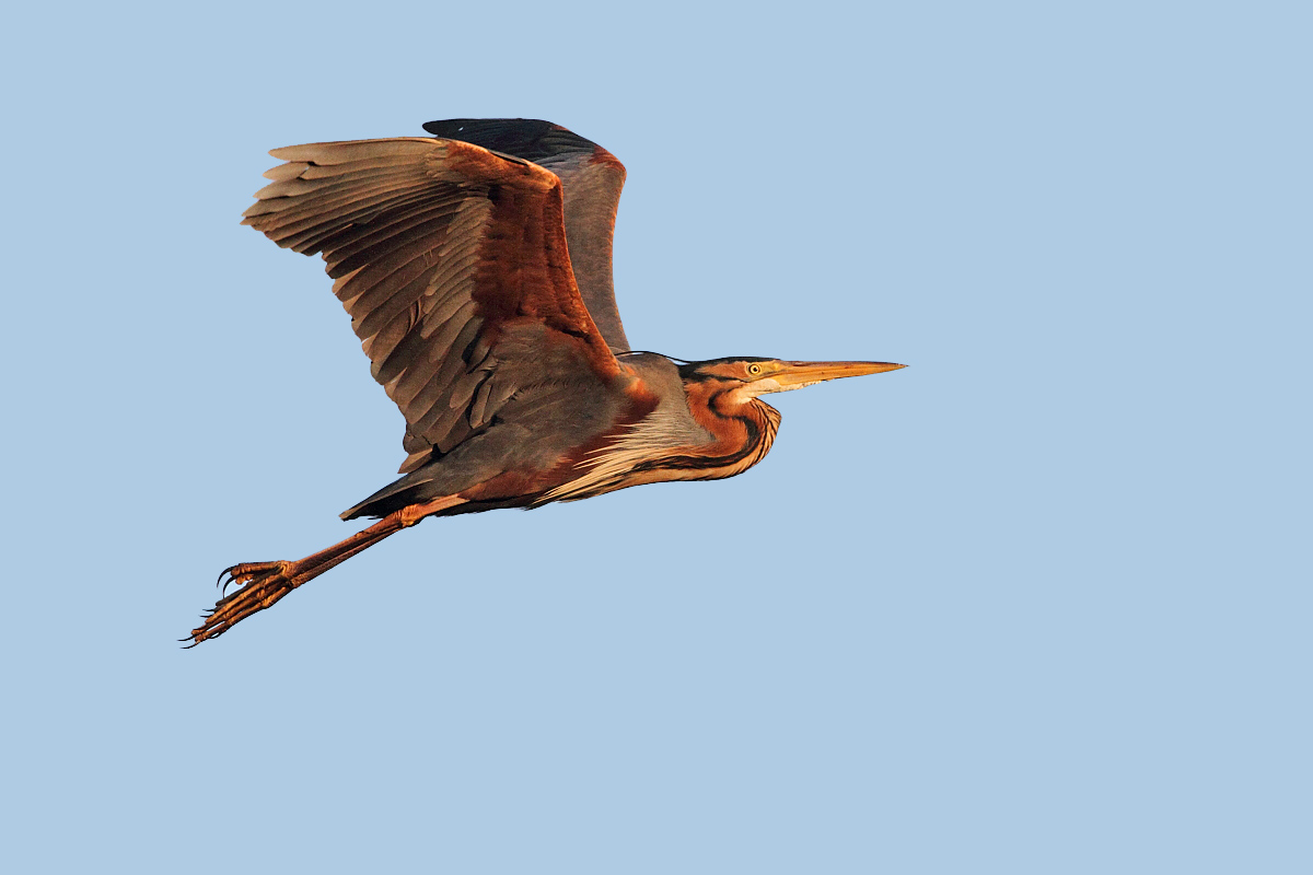 hron pourpr - purple heron 5811.JPG