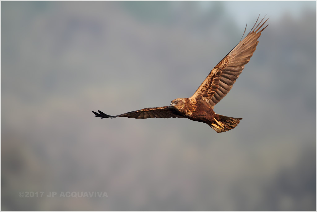 busard des roseaux - western marsh harrier.JPG