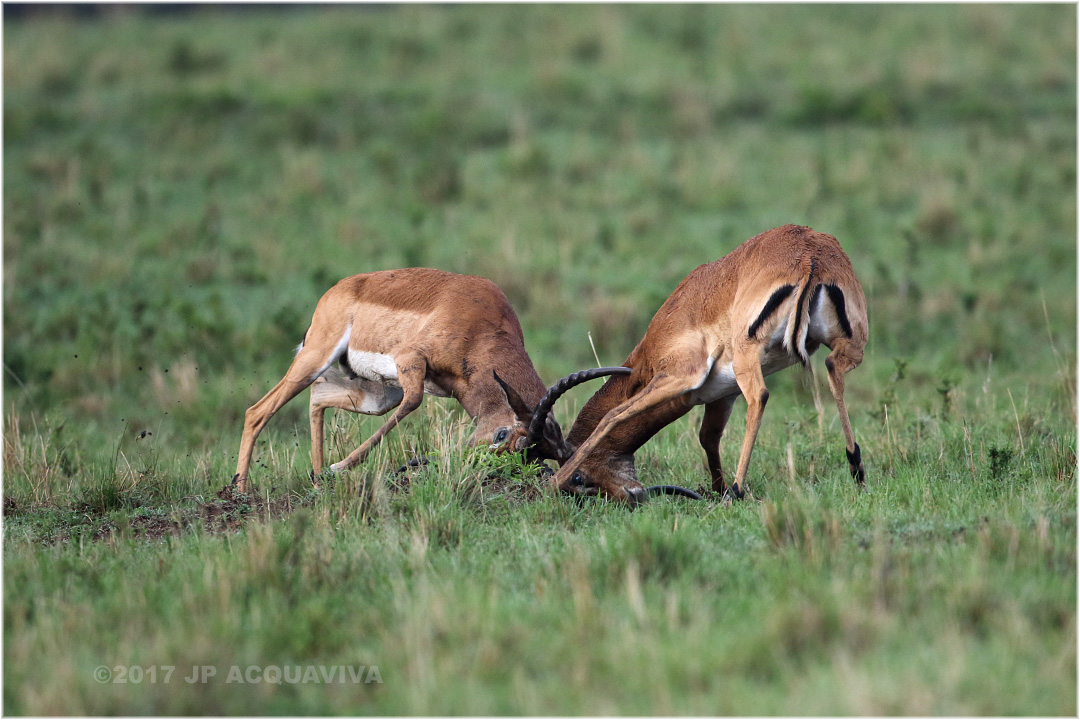 Combat dimpalas - Impalas fight.JPG