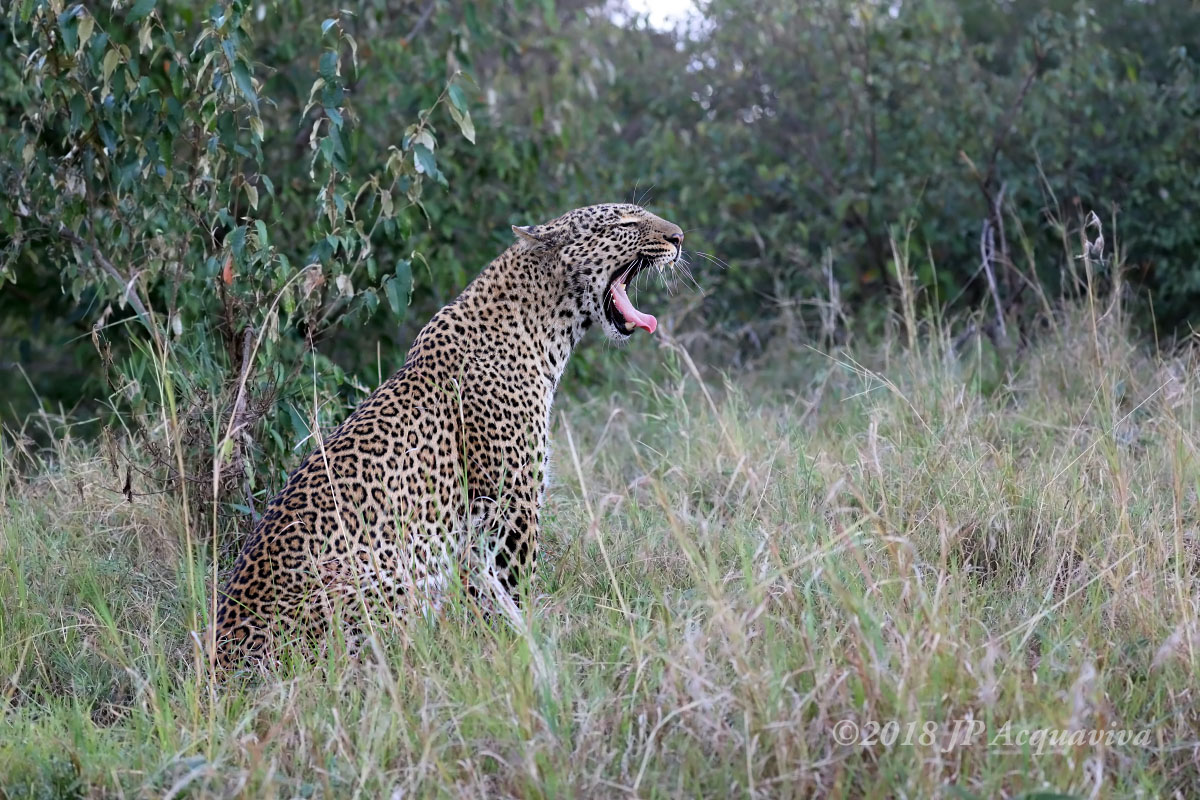 leopard_0A7A1752.JPG