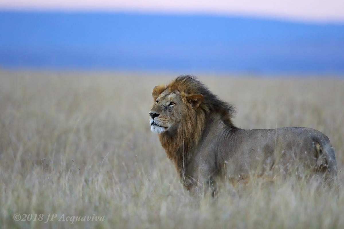 Lion 6F5A5934.JPG