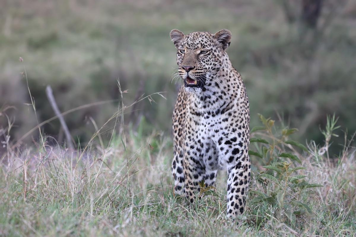 Leopard 0A7A1727.JPG