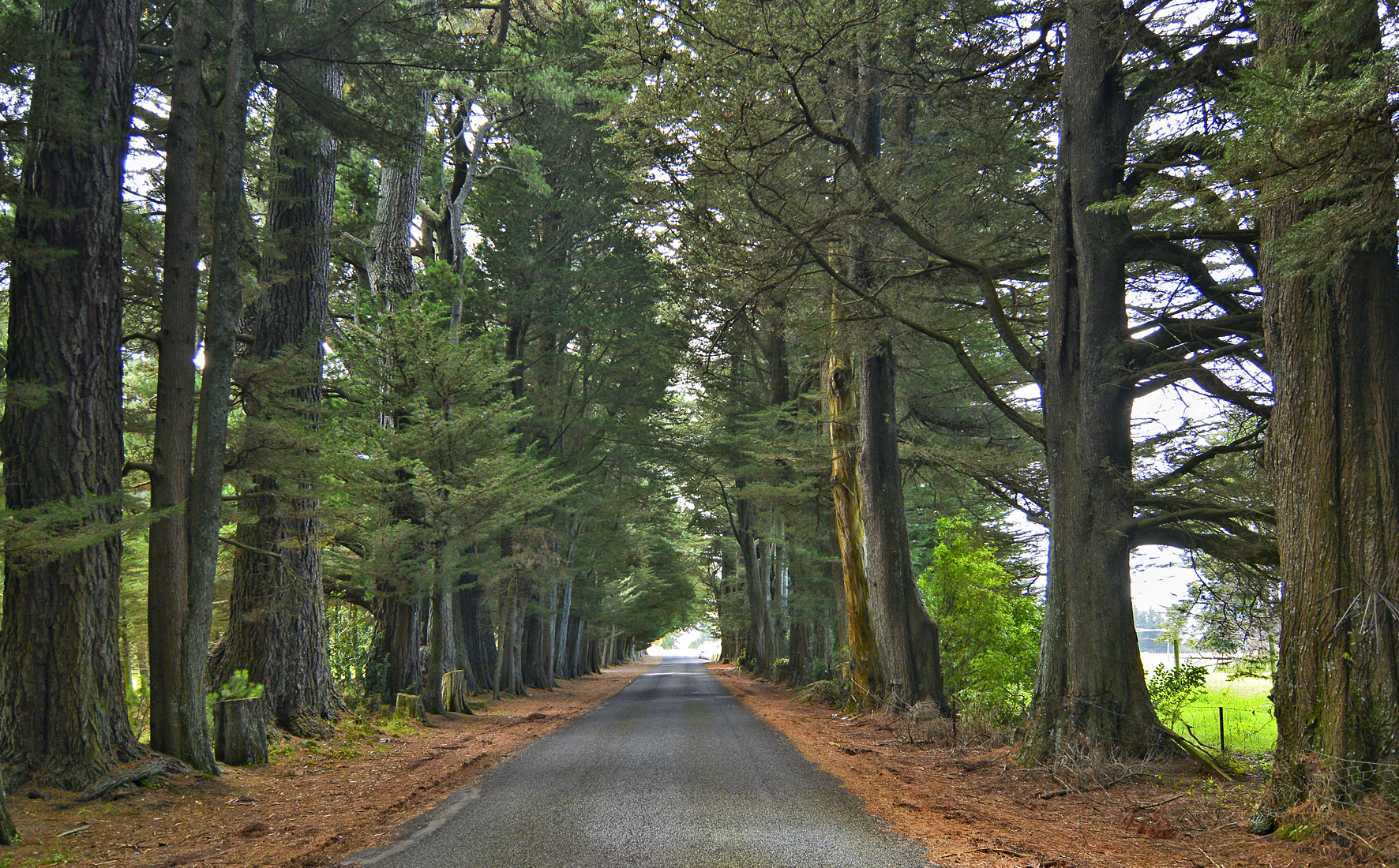 Roadside Guardians