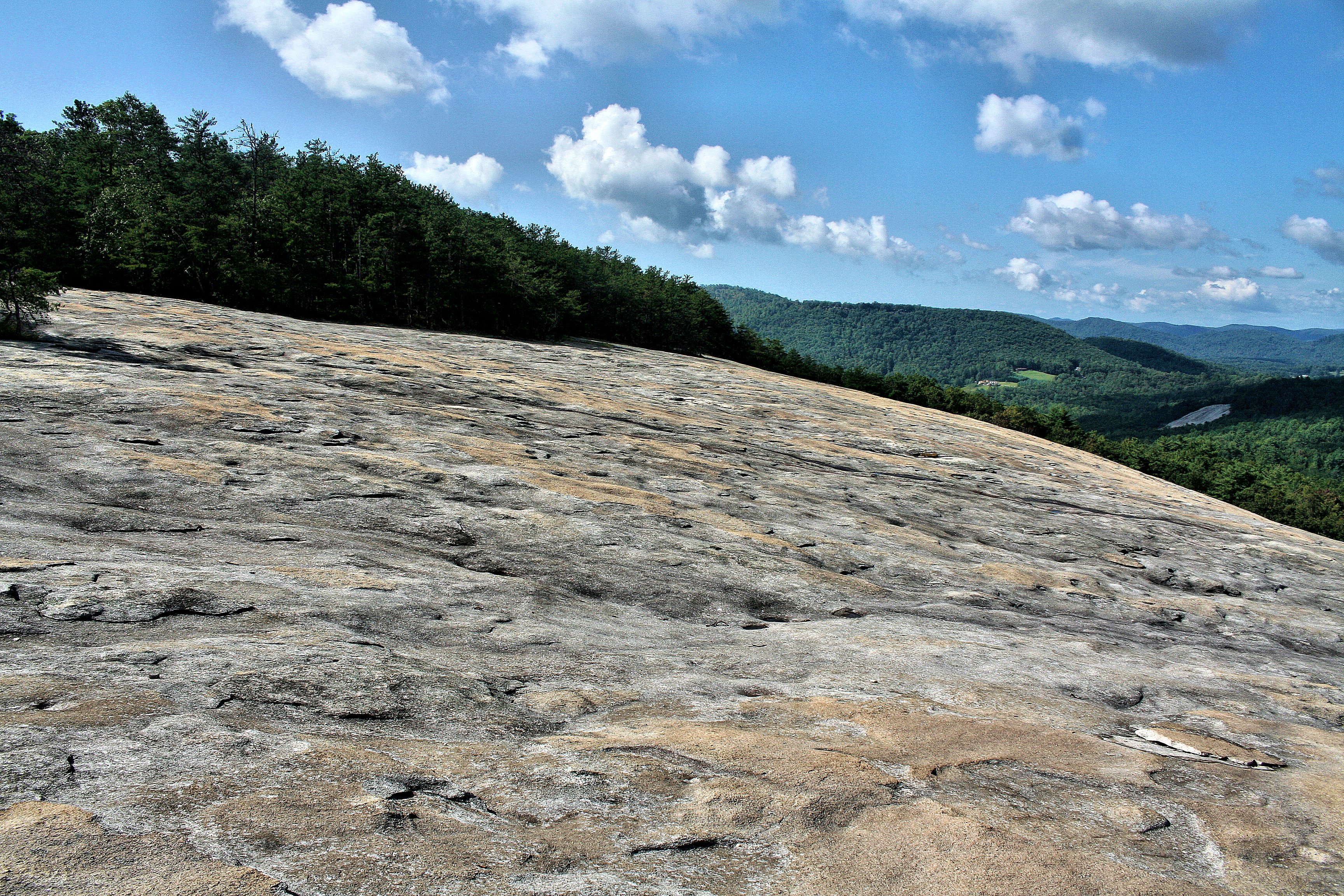 Wolf At Rock Stone Mt. State Park NC