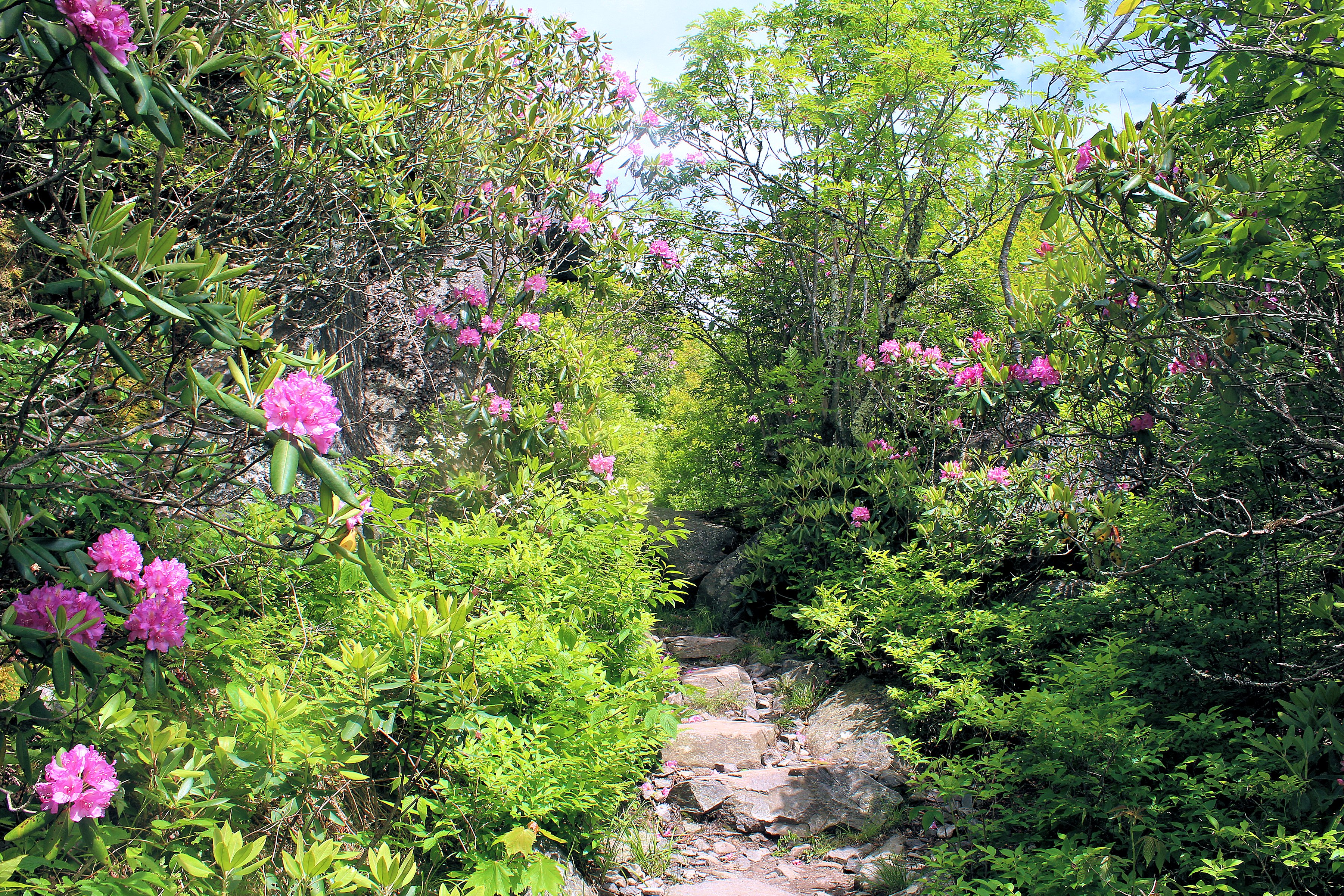 Hike to Rhododendron Gap. Va