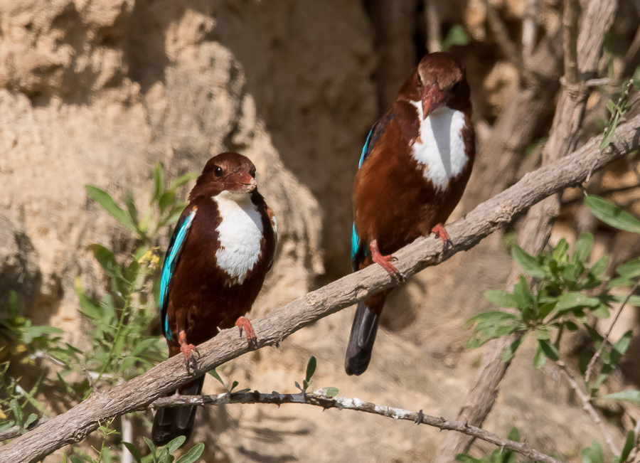 White throated Kingfisher