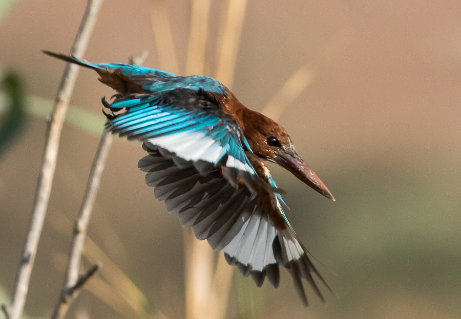 White throated Kingfisher