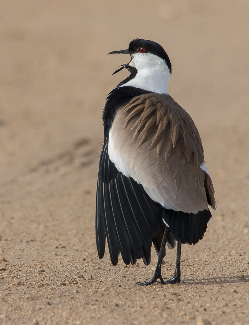 Spur-winged Lapwing