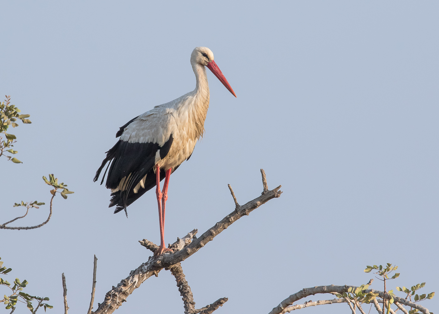 White Stork