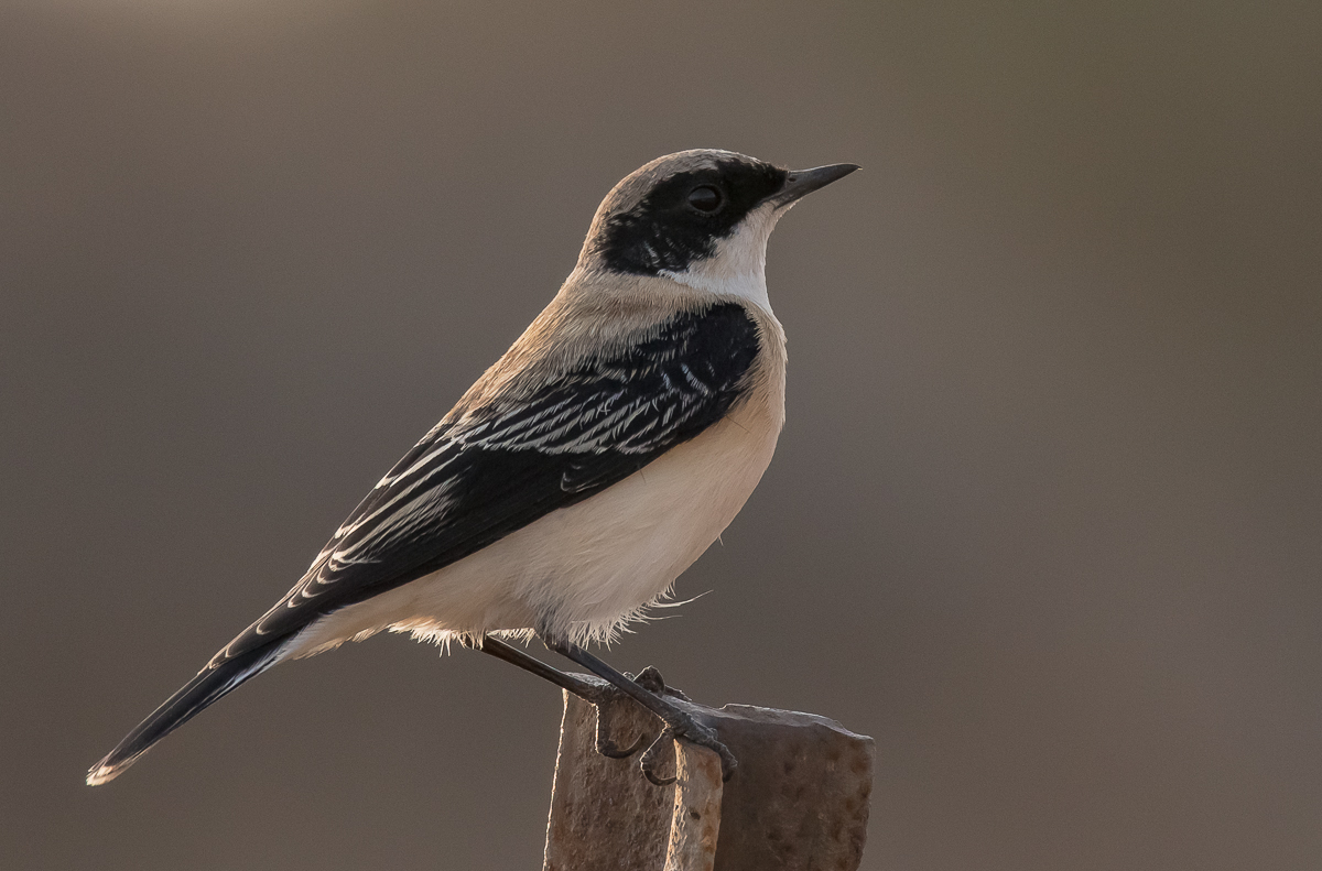  Black-eared Wheatear