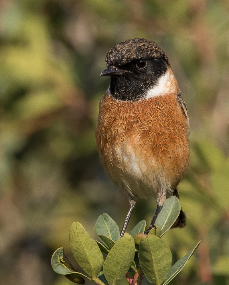 Stonechat