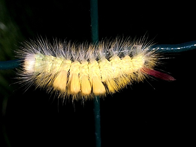 Pale Tussock Moth Caterpillar