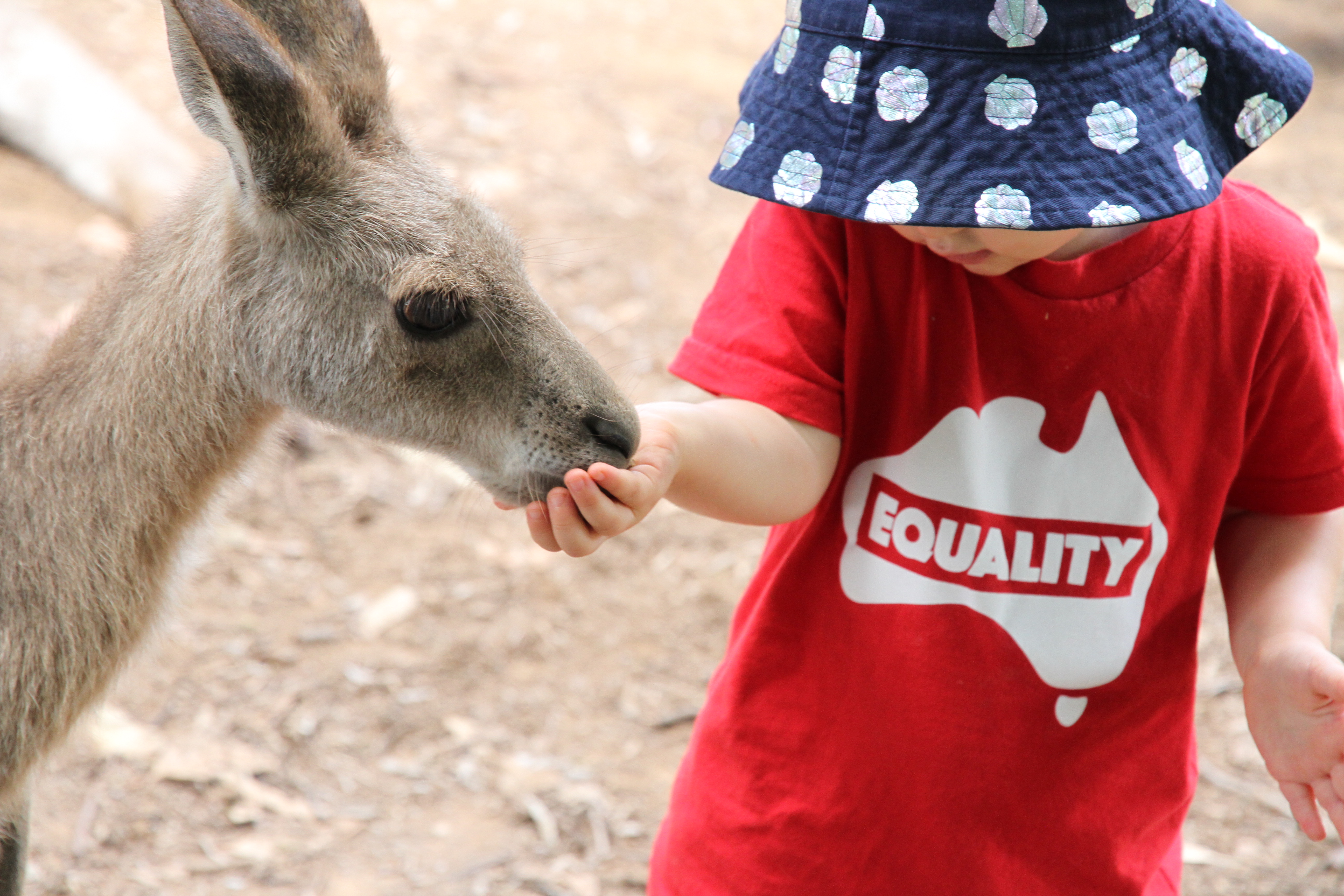 Lone Pine Sanctuary