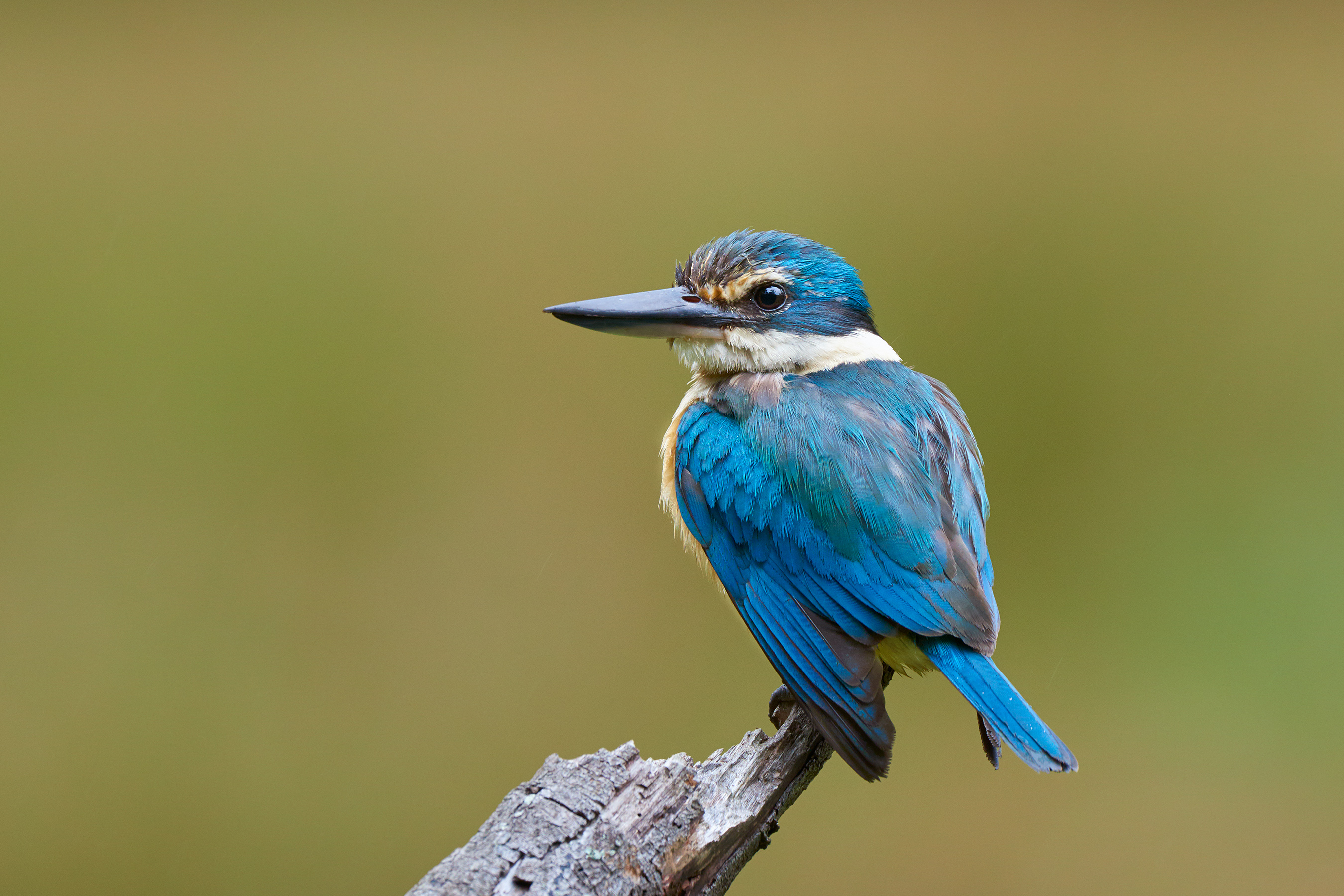 DSC_0724.jpg