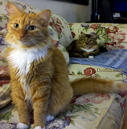 March 2016 - Goldie and Cocoa on the couch