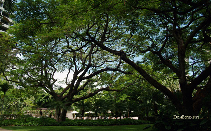2009 - beautiful old trees providing shade on the grounds of the Hale Koa Hotel and Ft. DeRussy