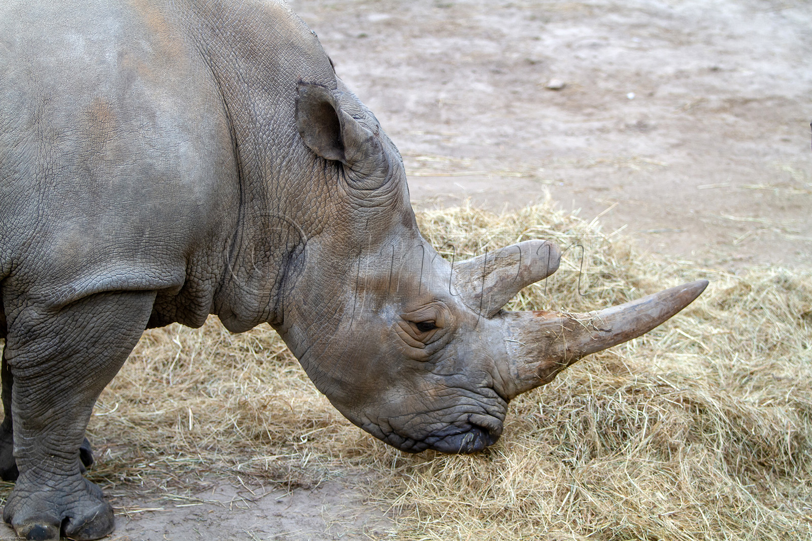 Rhinoceros blanc (Ceratotherium simum)