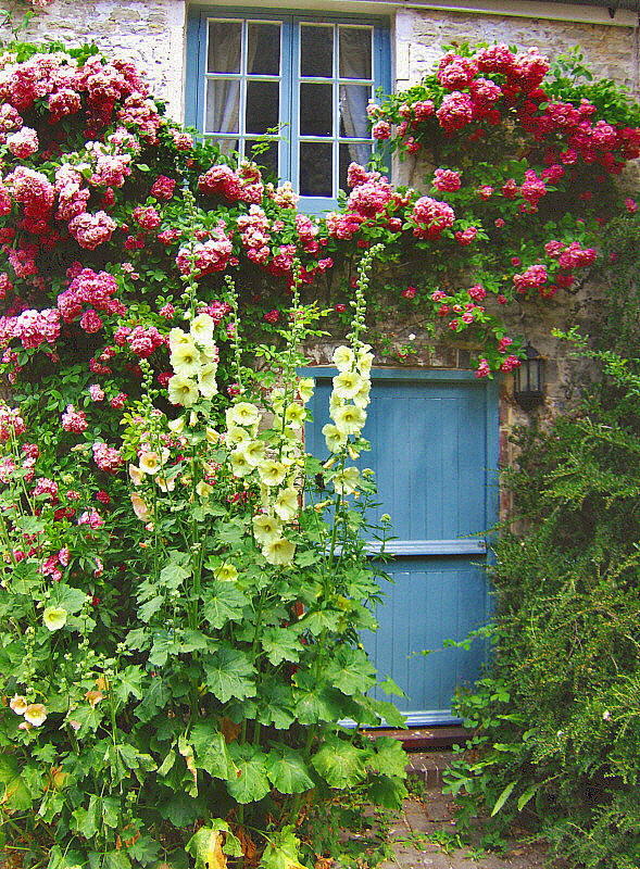 ROSES AROUND THE DOOR 