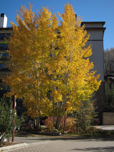 Vail, CO (6229)