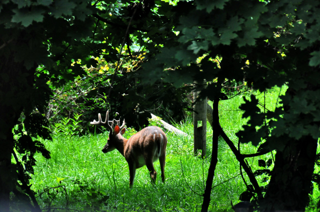 Deer photographed behind my house at equivalent of 300mm, ISO 800, full frame (DSC_5195)