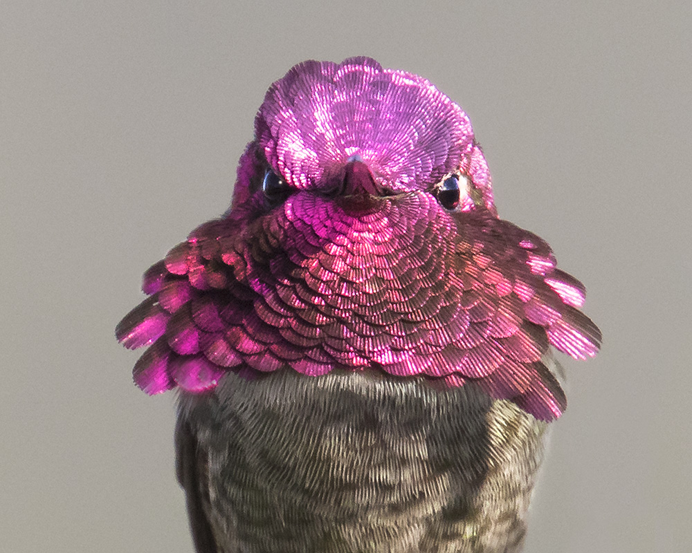Allens Hummingbird portrait.jpg