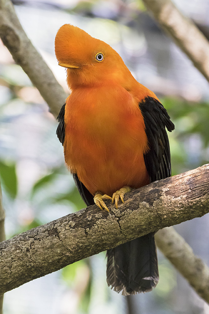 Andean Cock-of-the-Rock.jpg