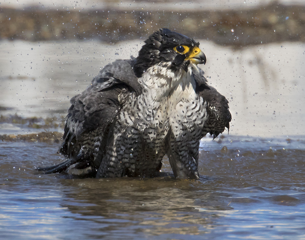 Peregrine bathing 3.jpg