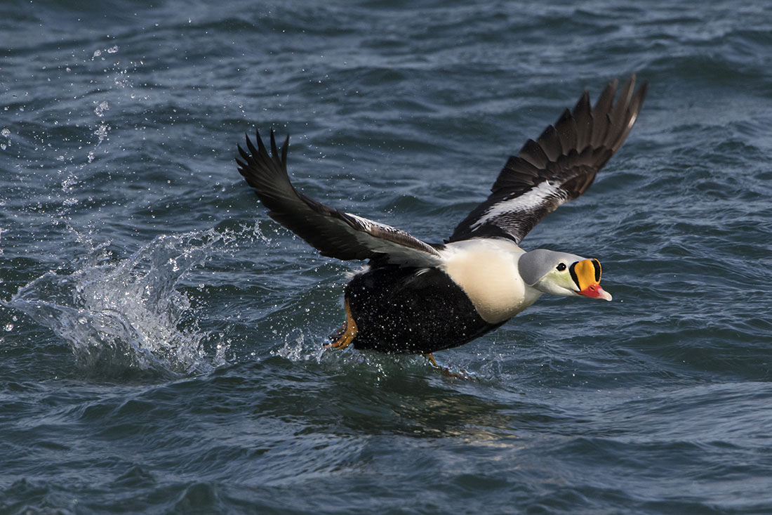 King Eider takes off 2.jpg