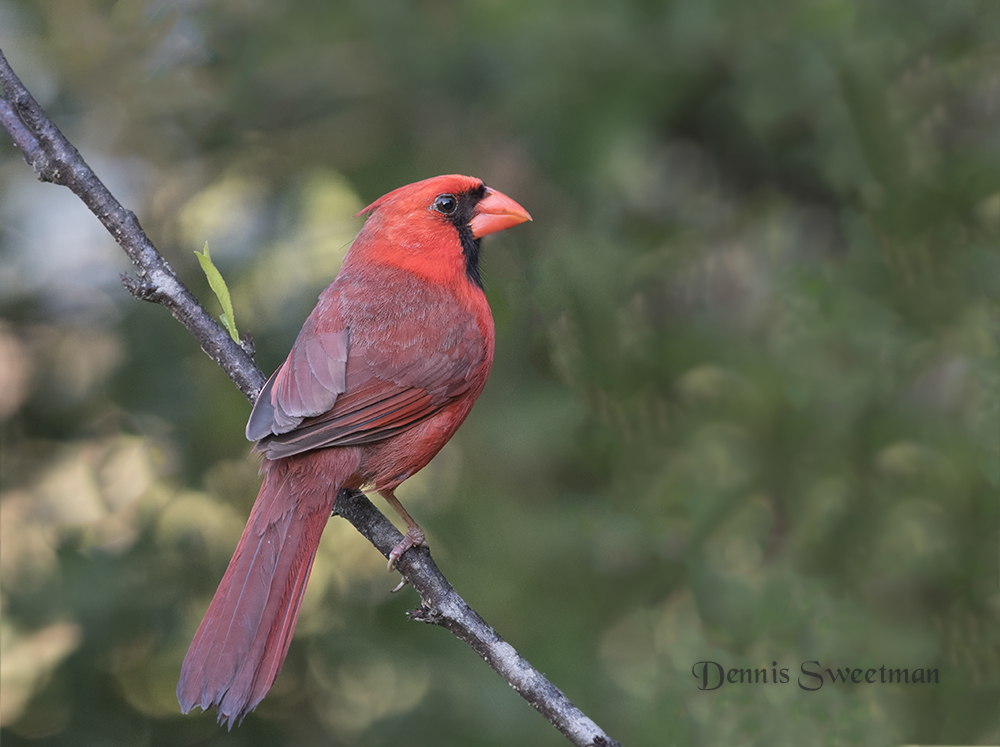 Northern Cardinal