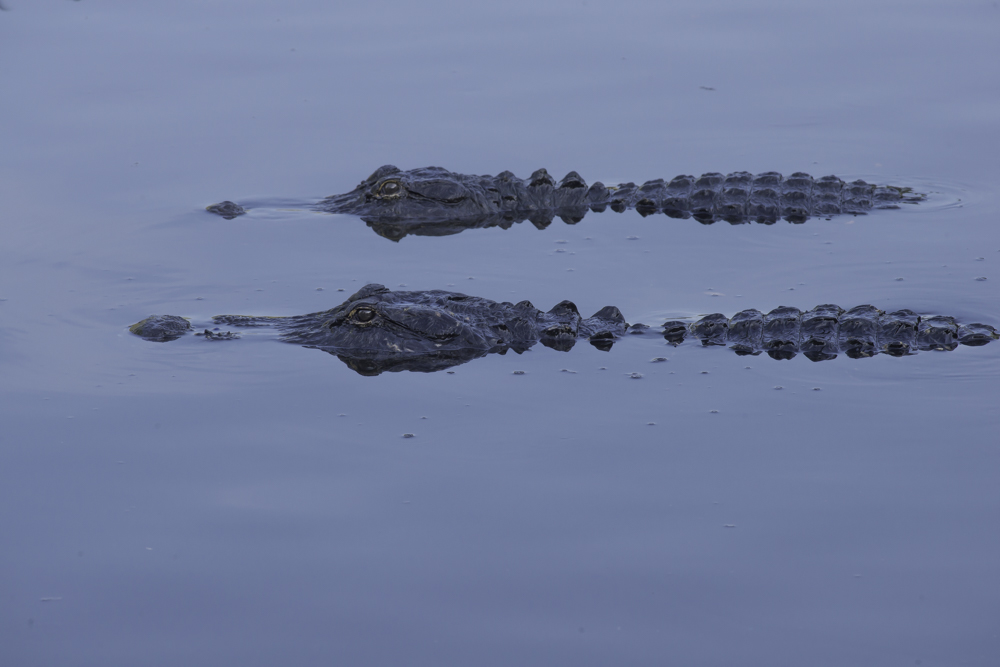 Gator3.JPG