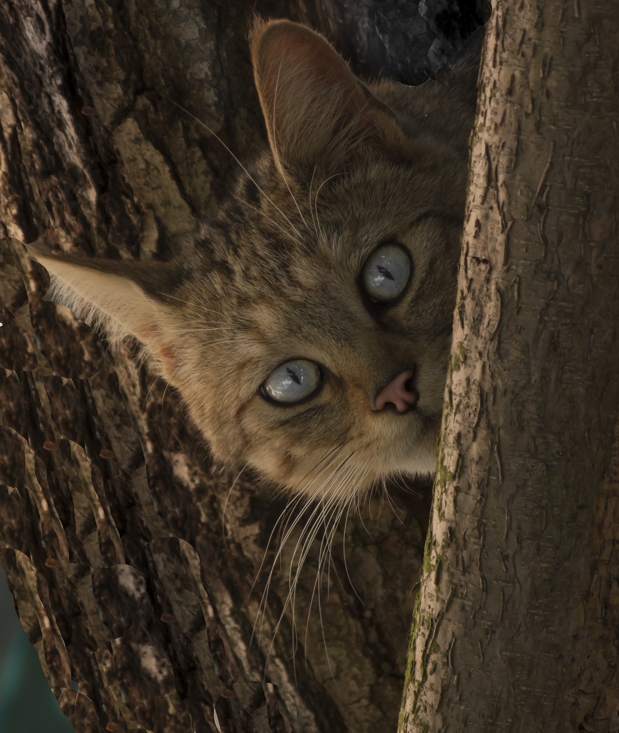 European Wildcat