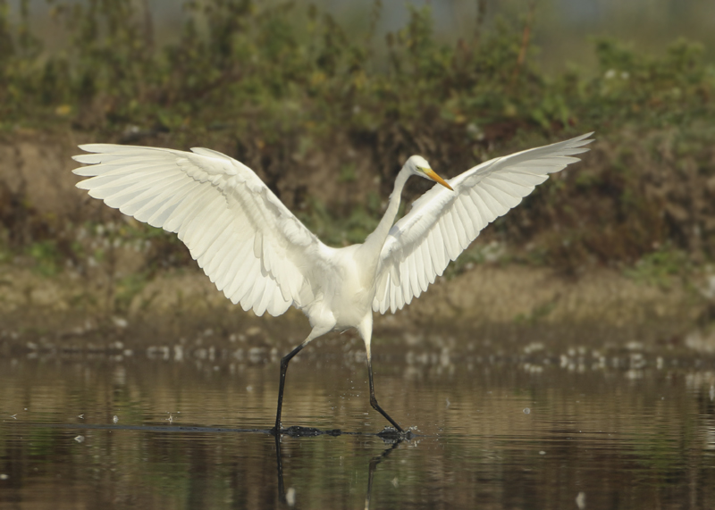 Great Egret - Ardea alba (Grote Zilverreiger)