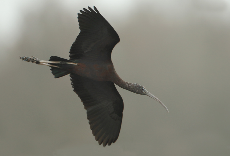 Glossy Ibis - Plegadis falcinellus (Zwarte Ibis)