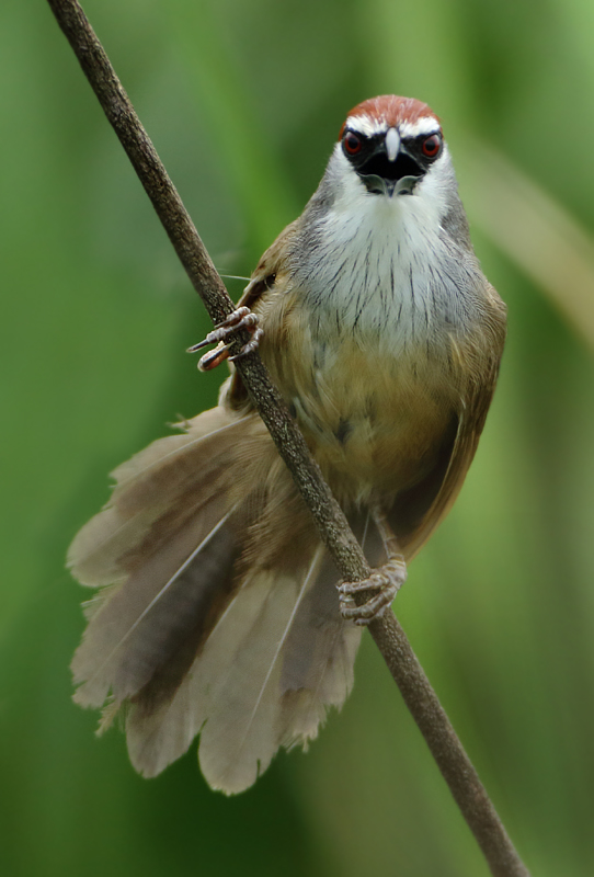 Babblers - Timaliidae