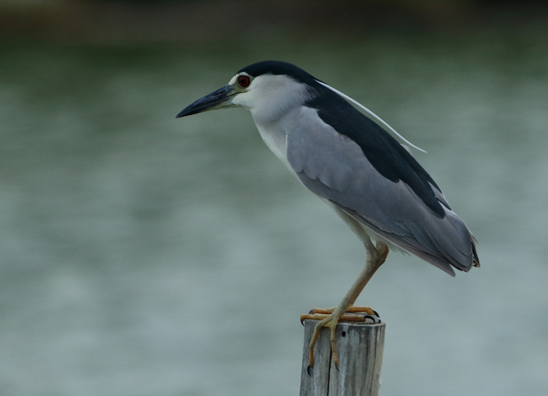 MAP: Black-crowned Night Heron - Nycticorax nycticorax