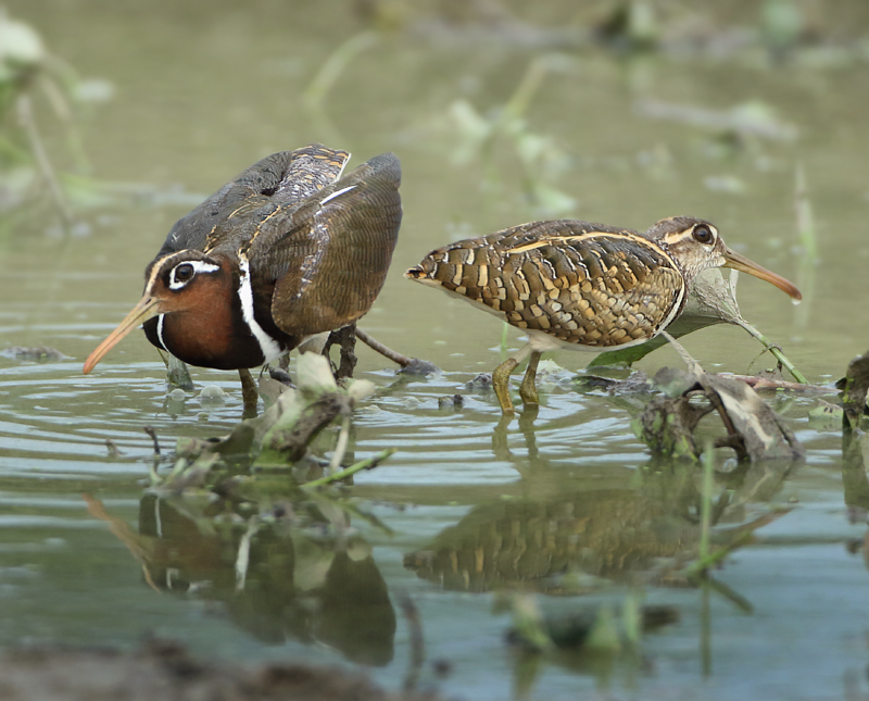 Rostratulidae (Painted-snipes)