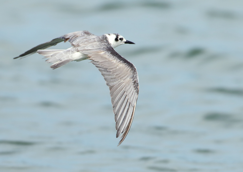 White-winged Tern - Chlidonias leucopterus (Witvleugelstern)