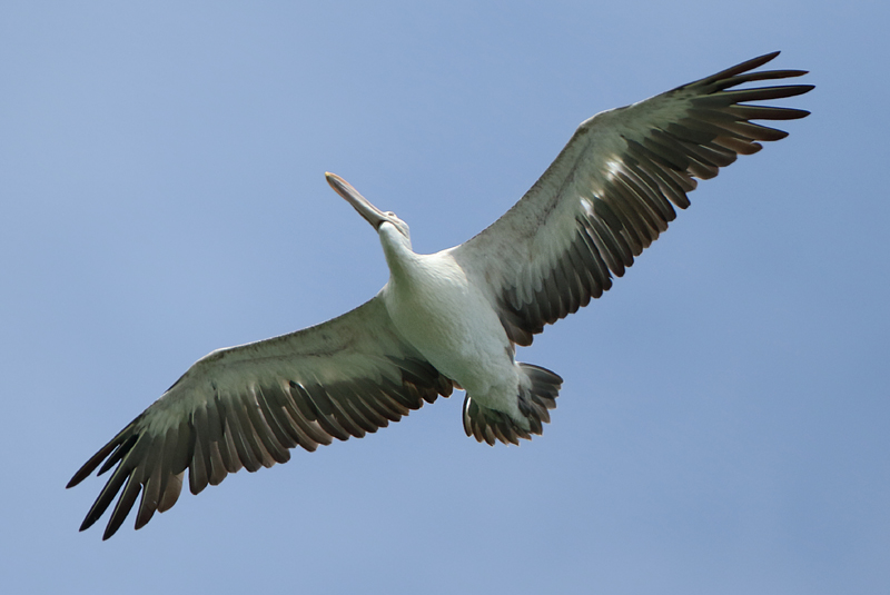 Pelicans - Pelecanidae (Pelikanen)