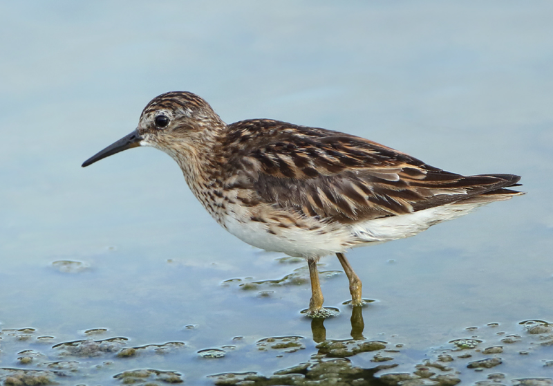 Long-toed Stint - Calidris subminuta (Taigastrandloper)