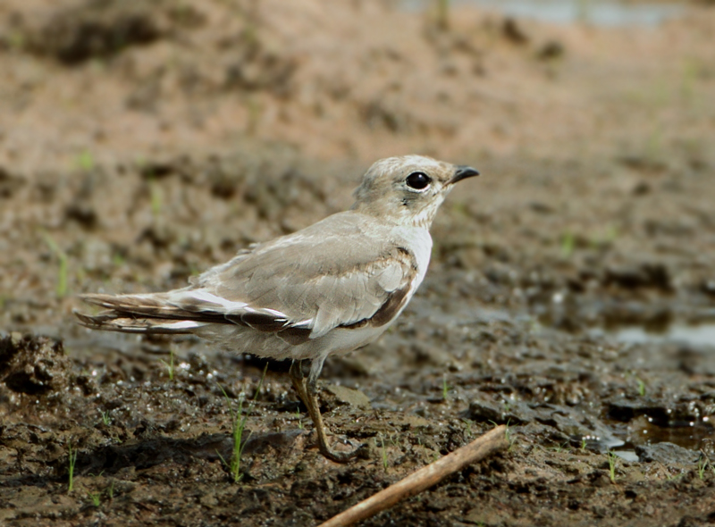 Small Pratincole - Glareola lactea