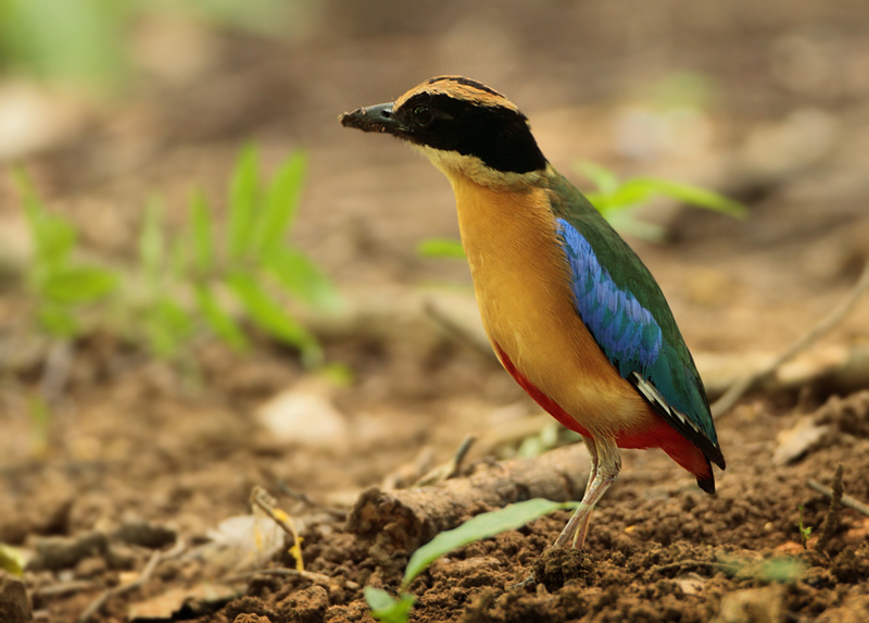 Pittas - Pittidae 