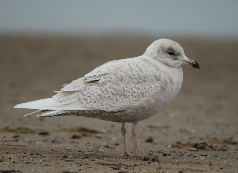 MAP: Iceland Gull - Larus glaucoides (Kleine Burgemeester)